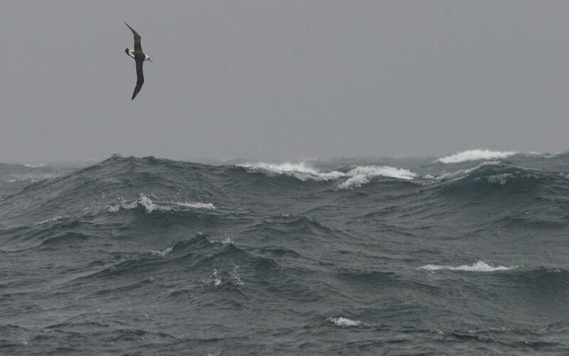 Seabird over rough ocean
