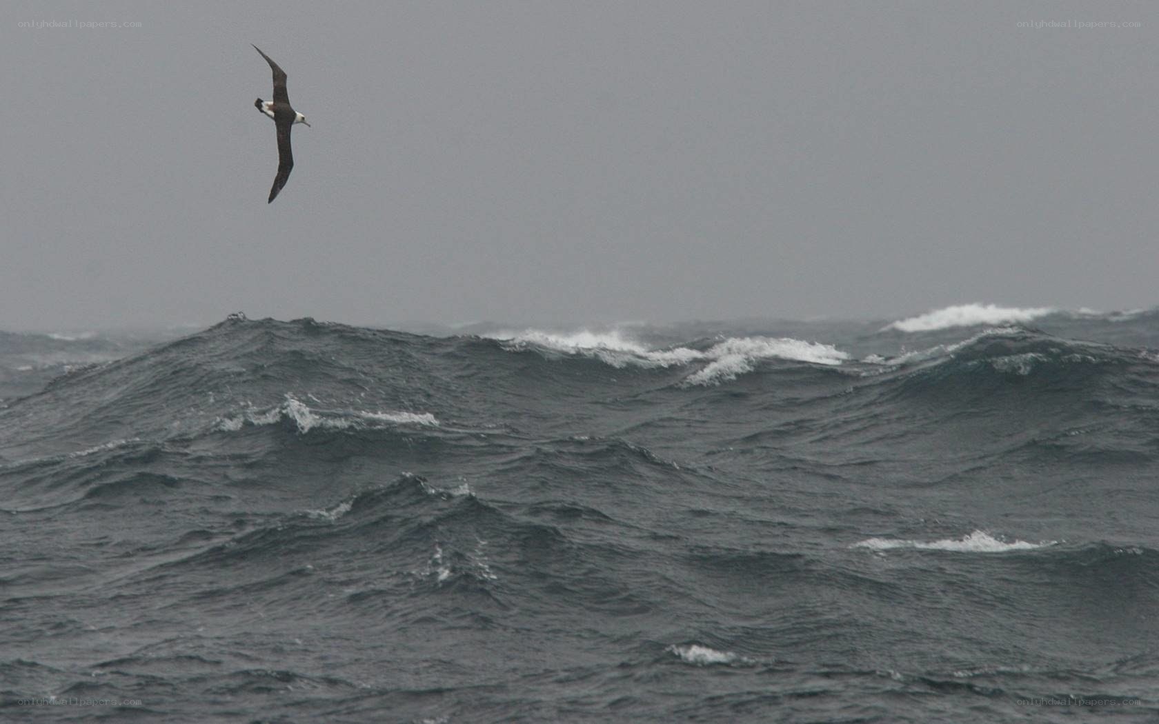 Seabird over rough ocean