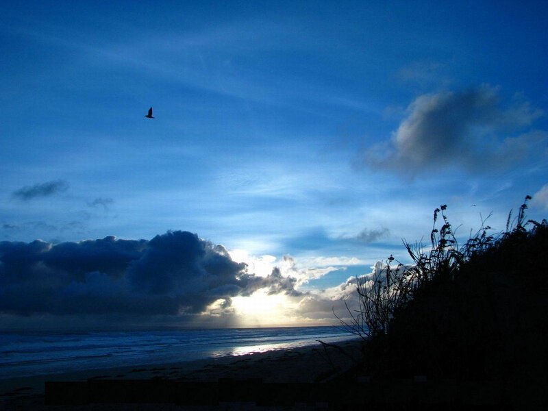 Seabird over the ocean at dusk