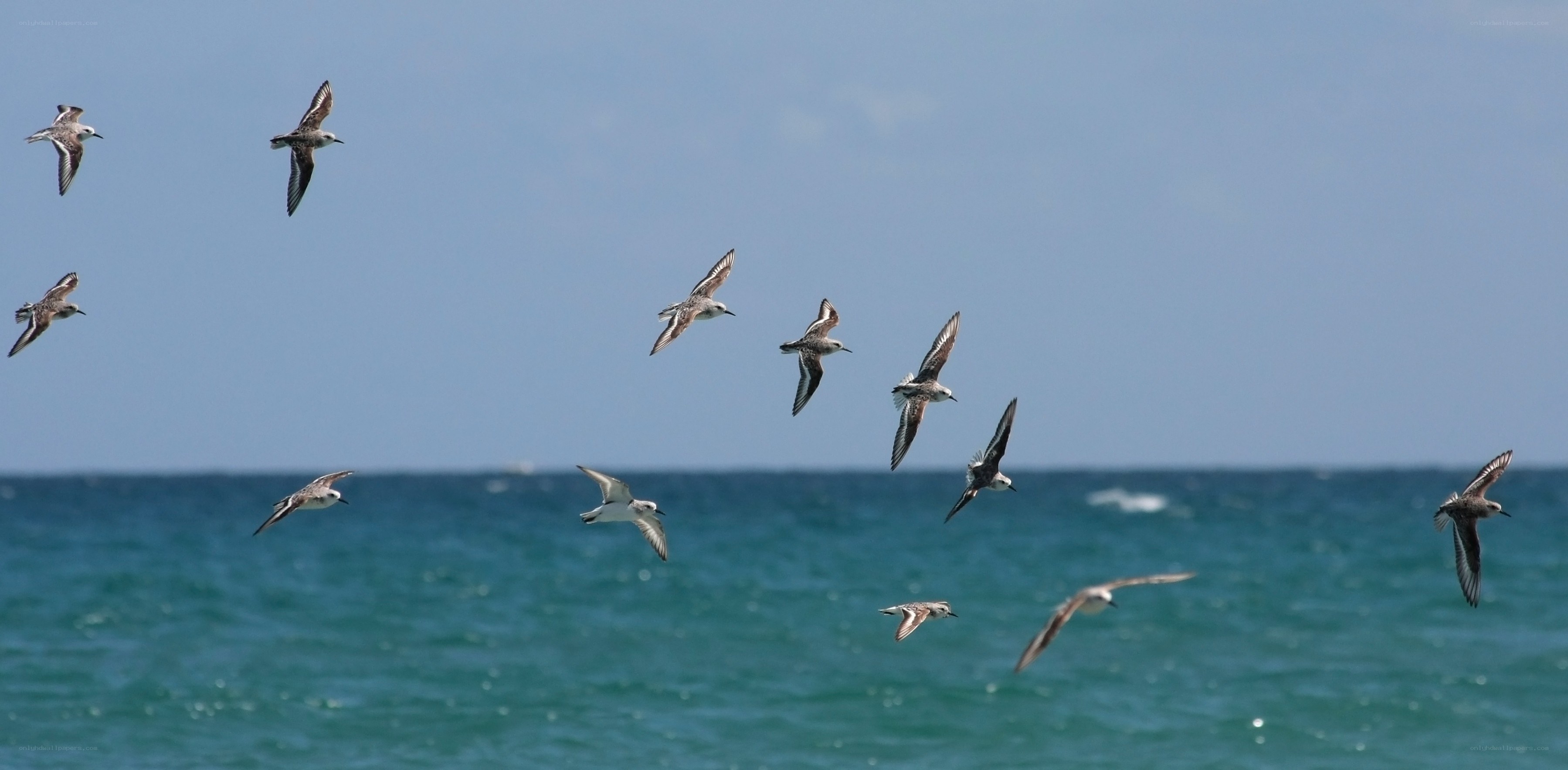 Seabirds flying over the ocean
