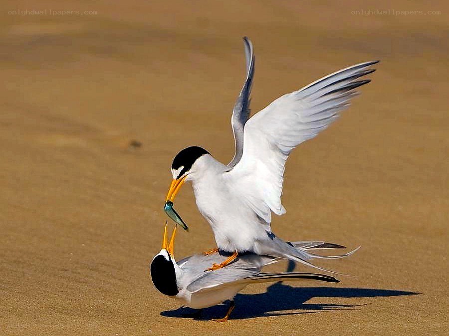 Seabirds mating on sand