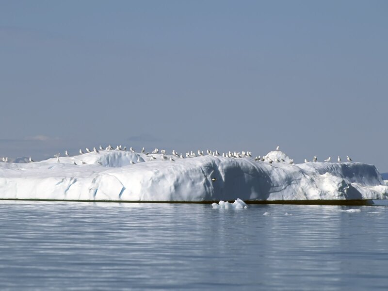 Seabirds on an iceberg