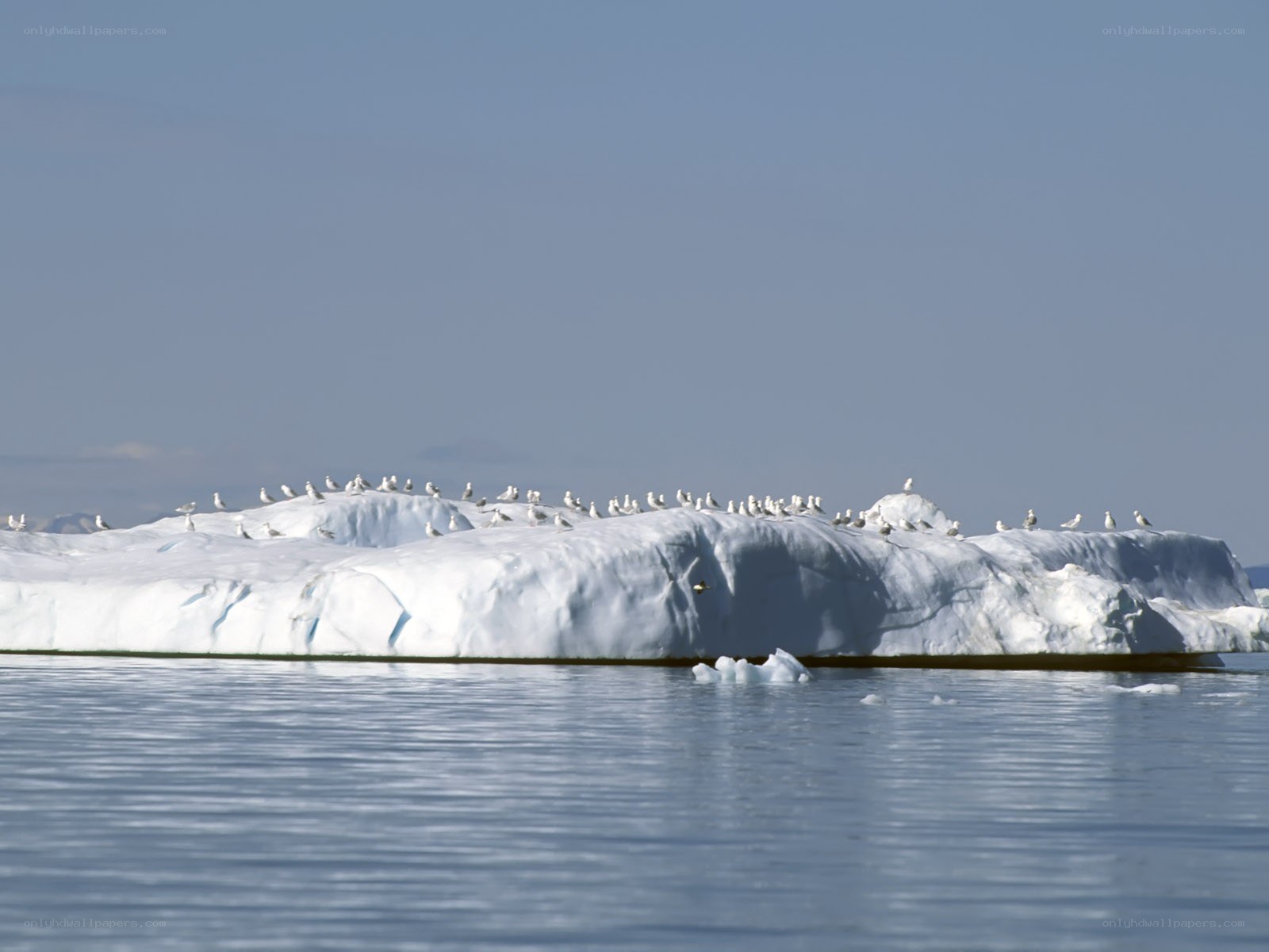 Seabirds on an iceberg