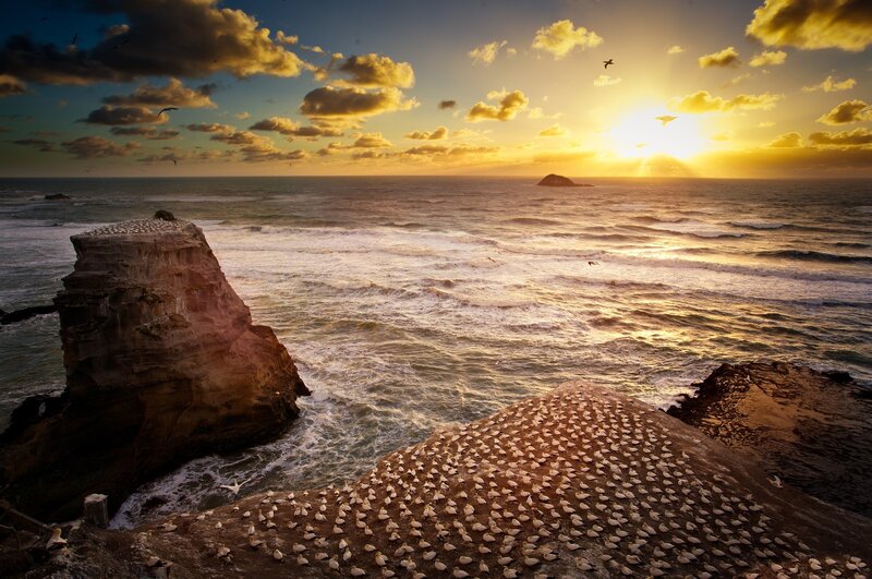 Seabirds on Cliffs — Yellow