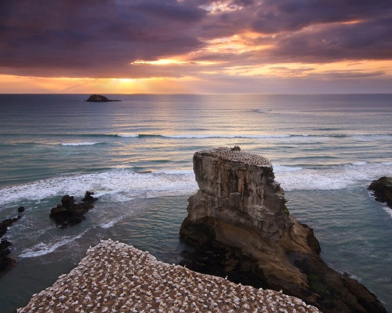 Seabirds on coastal cliffs at sunset