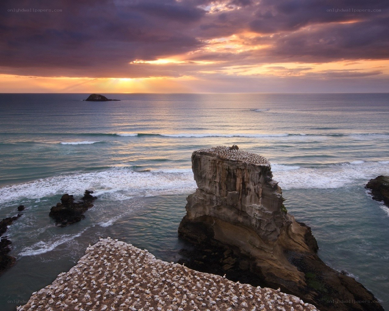Seabirds on coastal cliffs at sunset