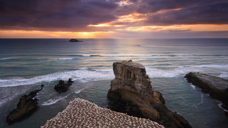 Seabirds on Rock Formation