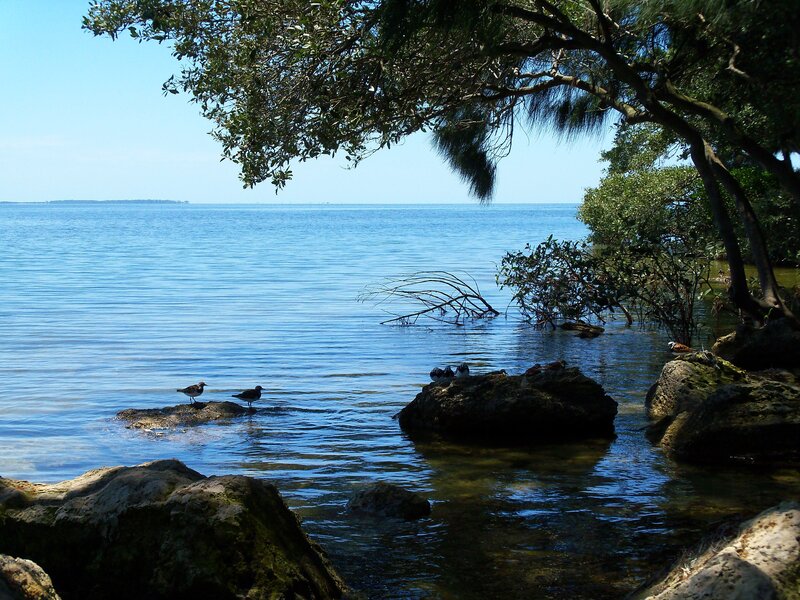Seabirds on rocks by the shore