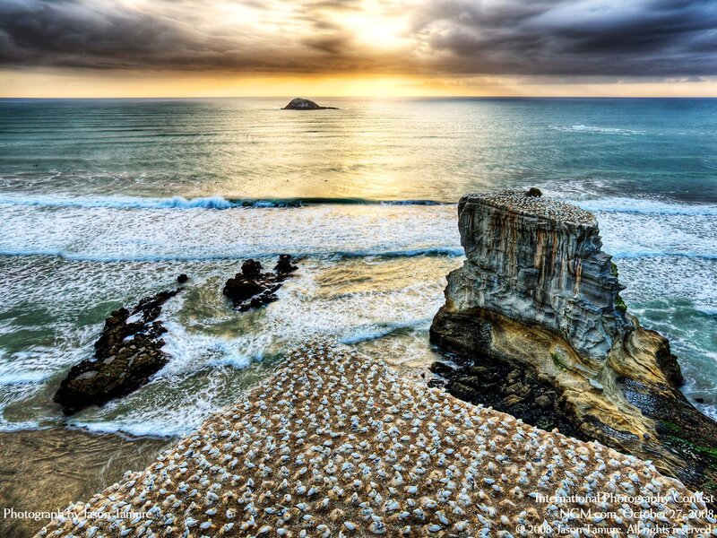 Seabirds on Rocky Coast