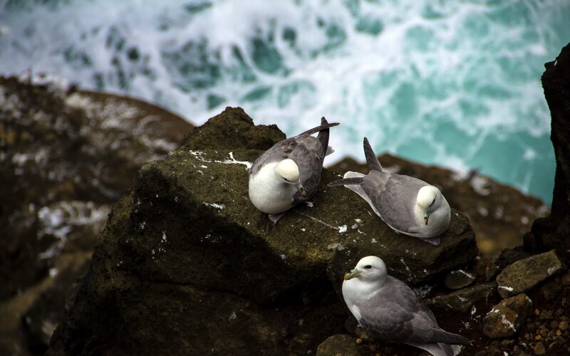 Seabirds on rocky shore