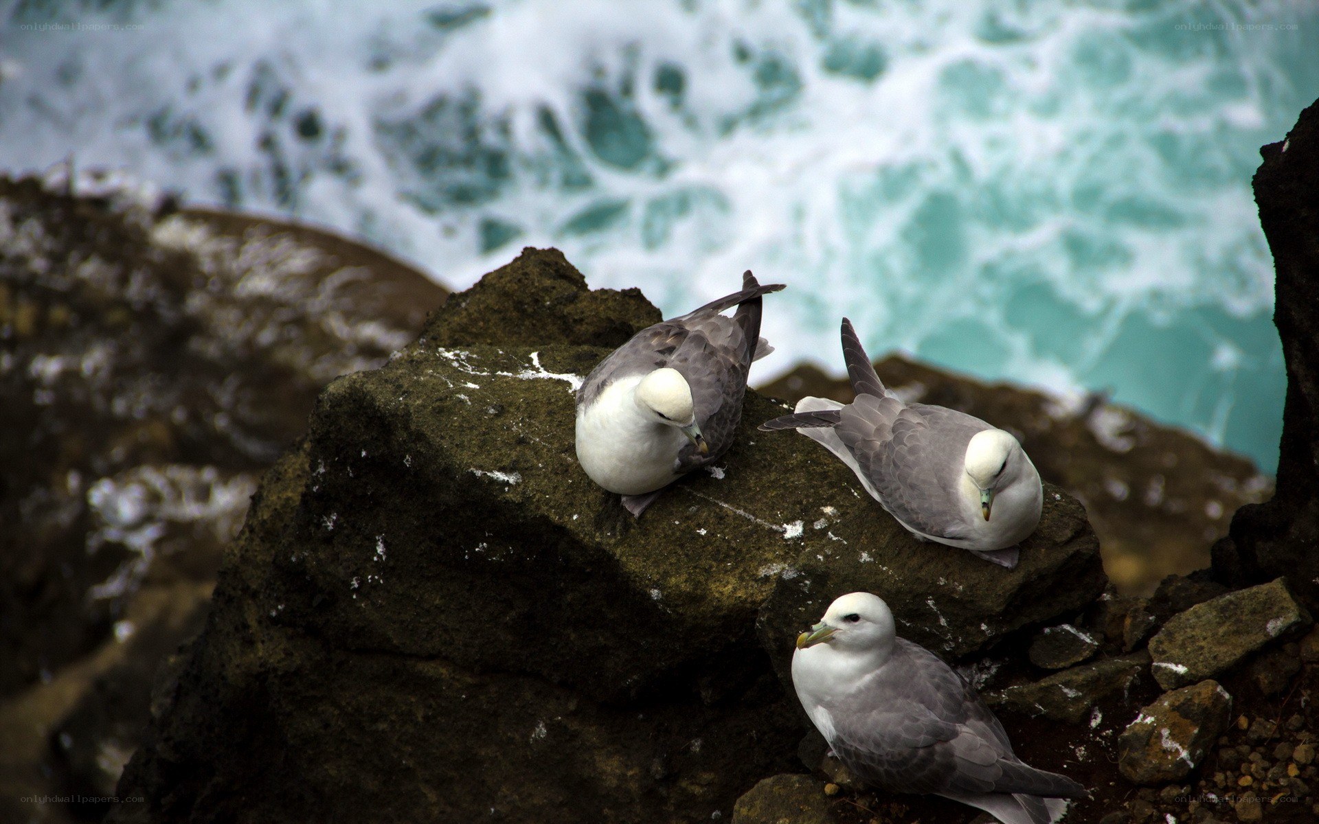 Seabirds on rocky shore