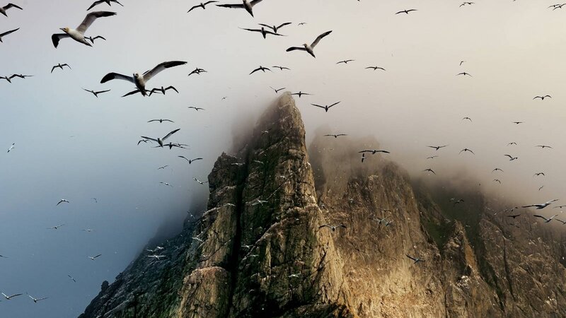 Seabirds over a misty cliff