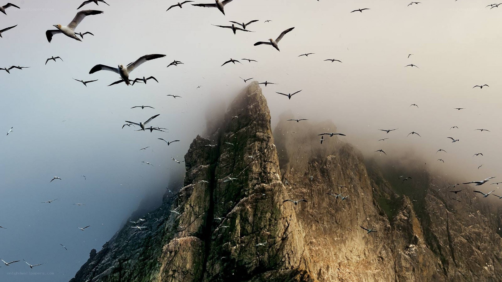 Seabirds over a misty cliff