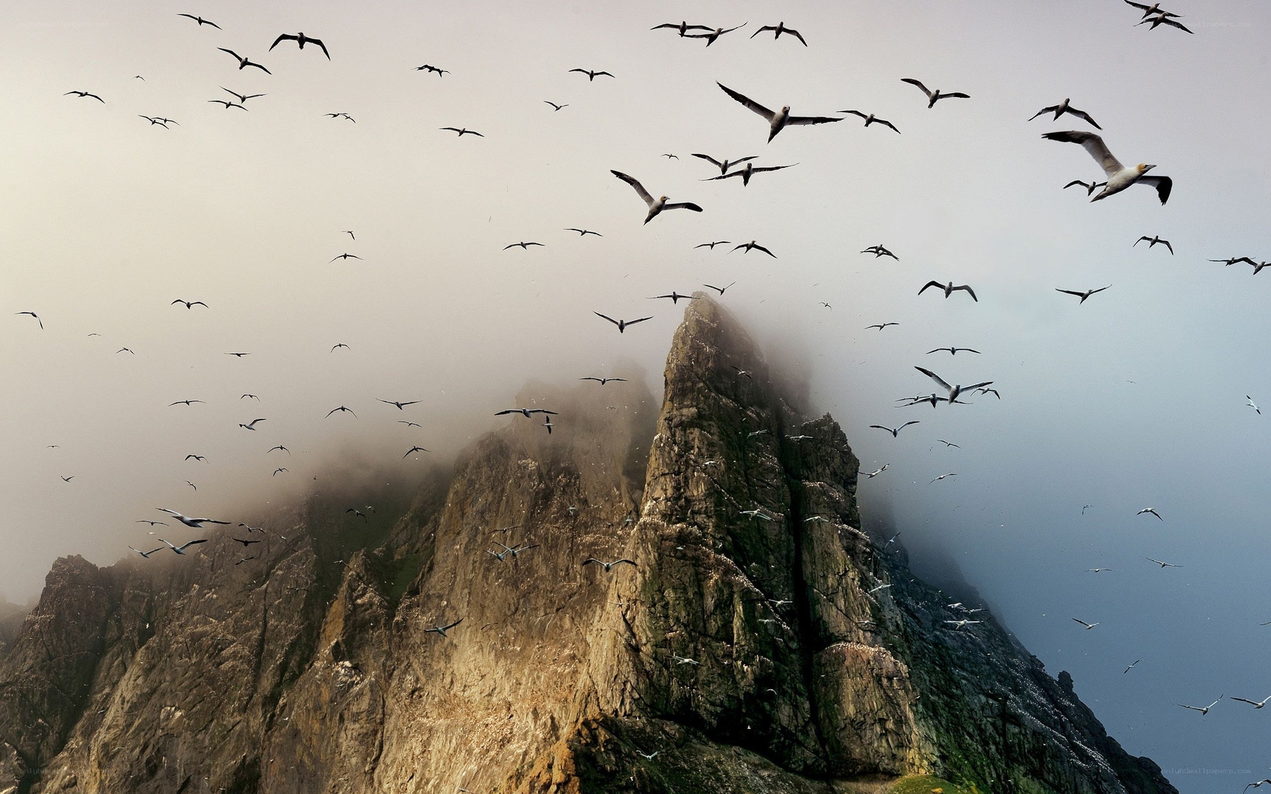 Seabirds over a misty cliff