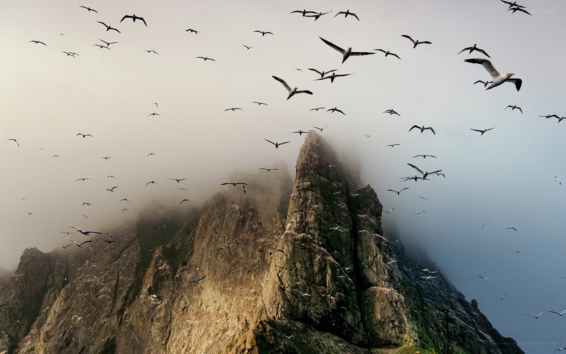 Seabirds over a misty cliff