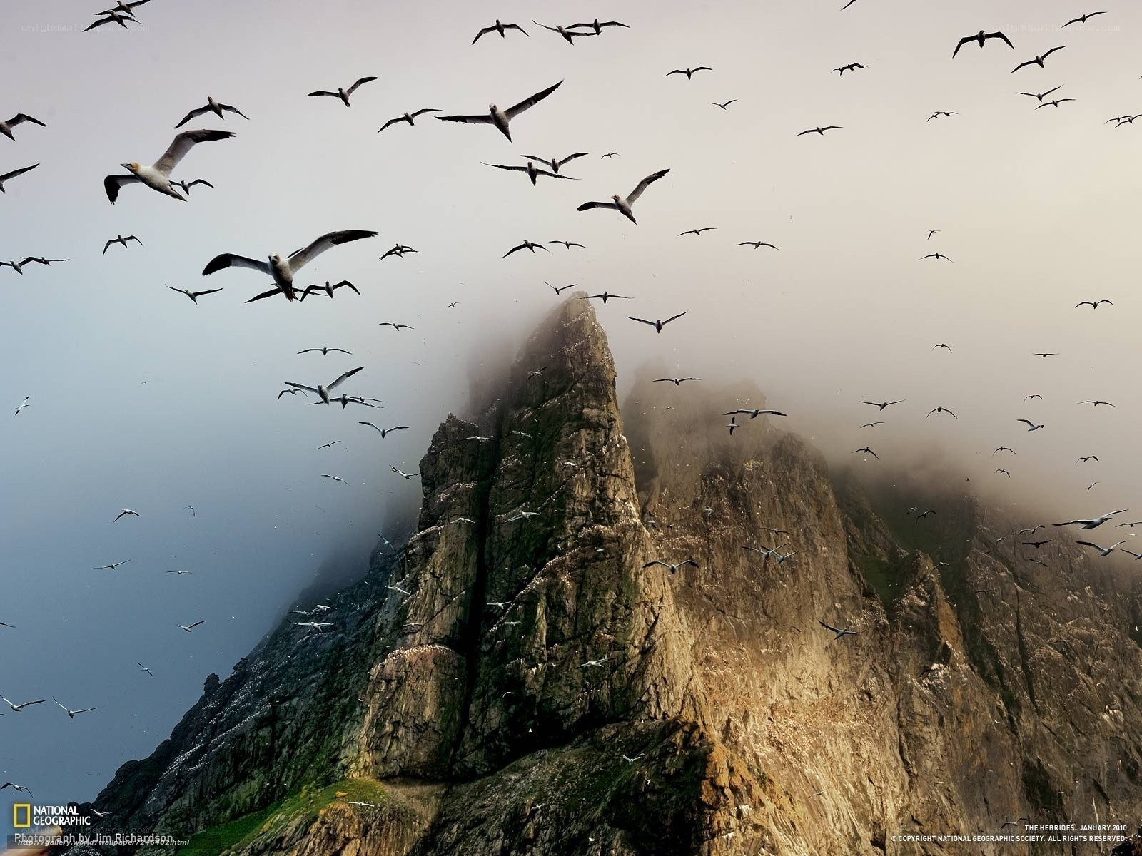 Seabirds over a misty cliff