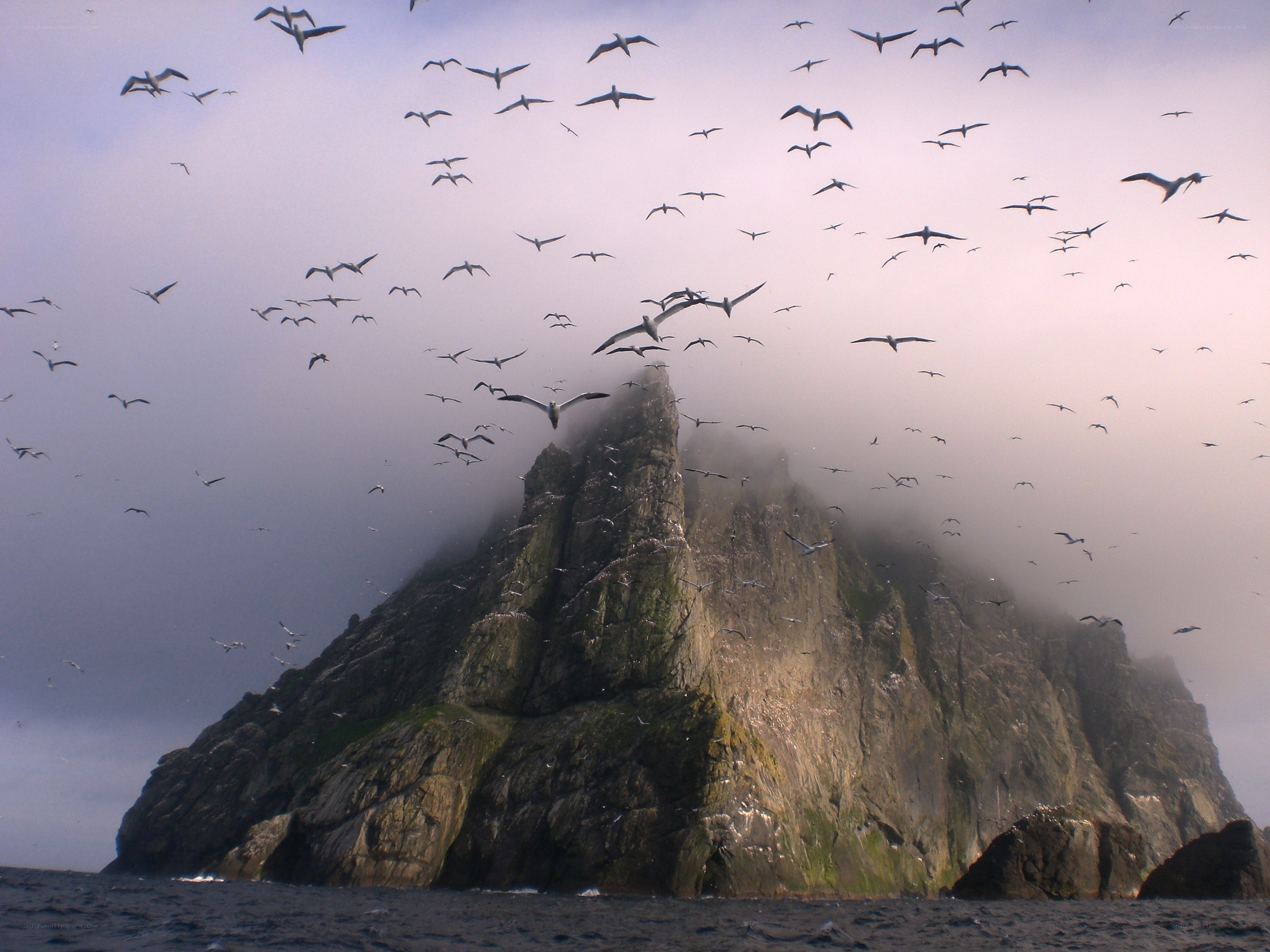 Seabirds over a misty rock