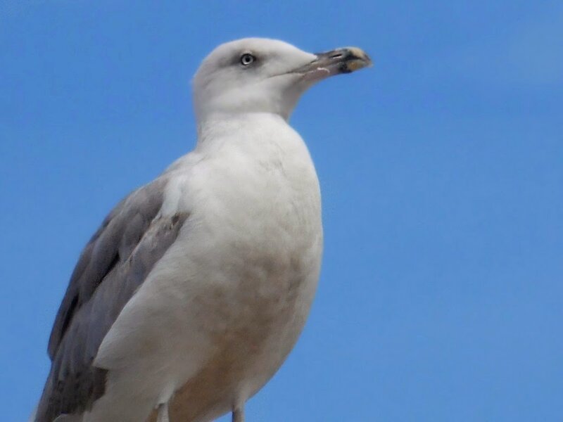 Seagull Against Blue Sky — Calm