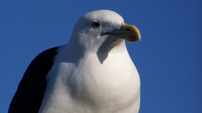 Seagull Against Blue Sky