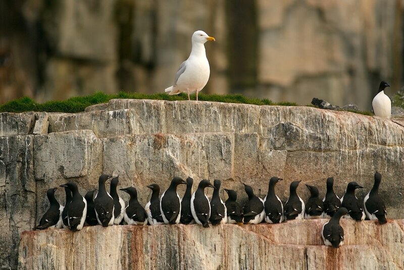 Seagull and Puffins