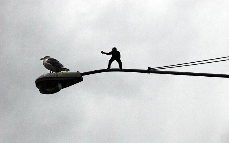 Seagull and silhouette on lamp post