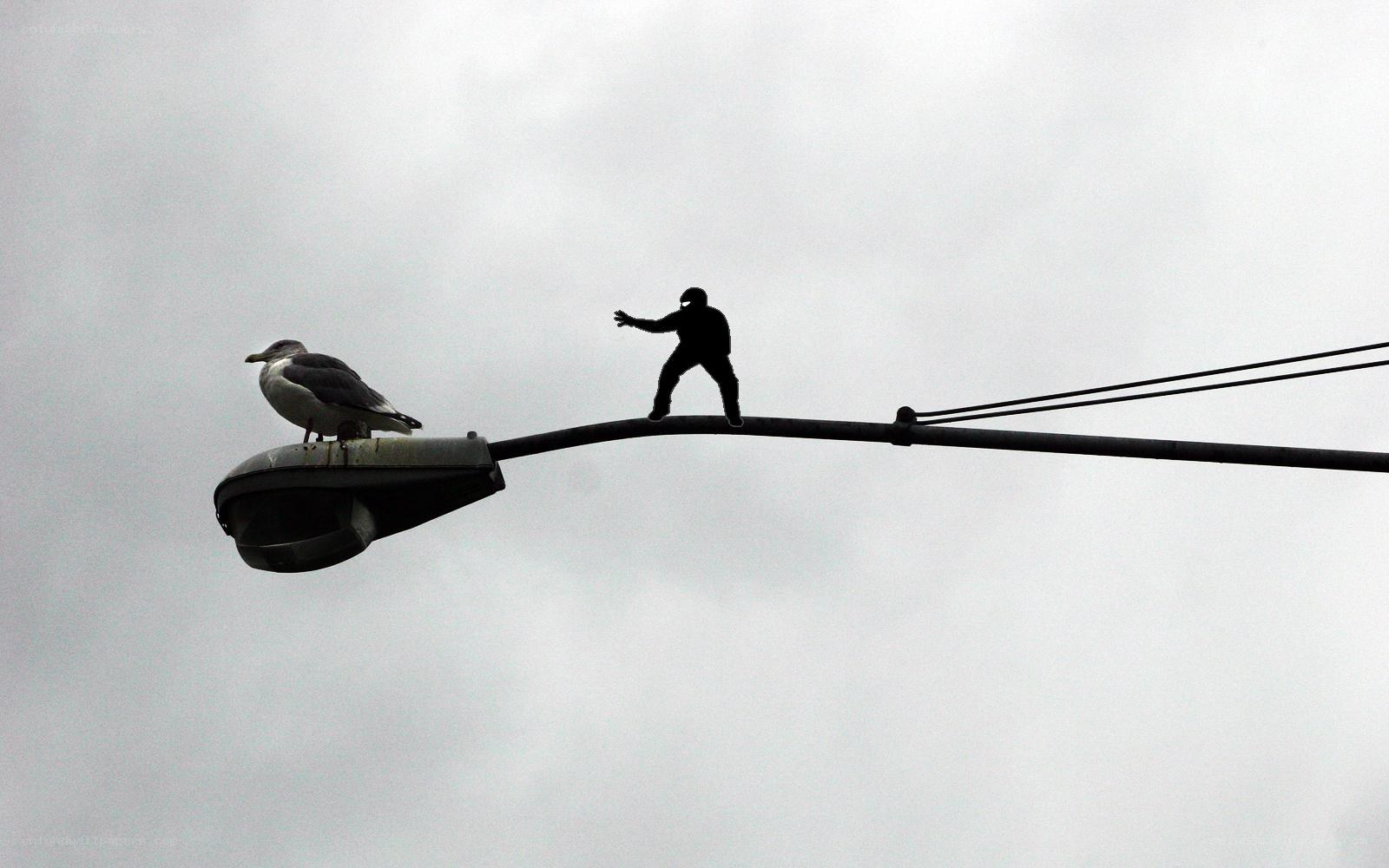 Seagull and silhouette on lamp post