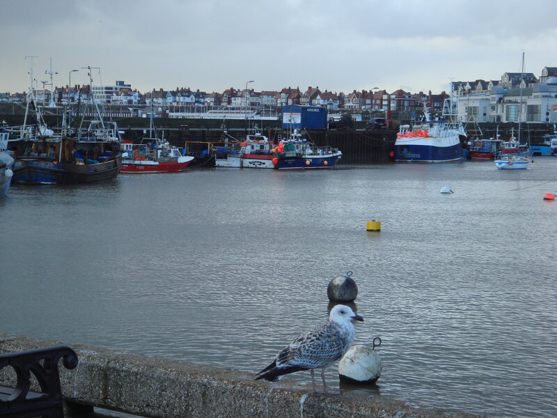 Seagull at a harbor