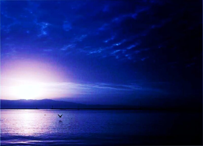 Seagull at dusk over the sea