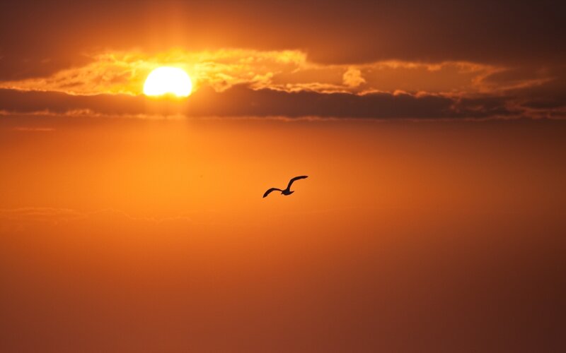 Seagull at sunset