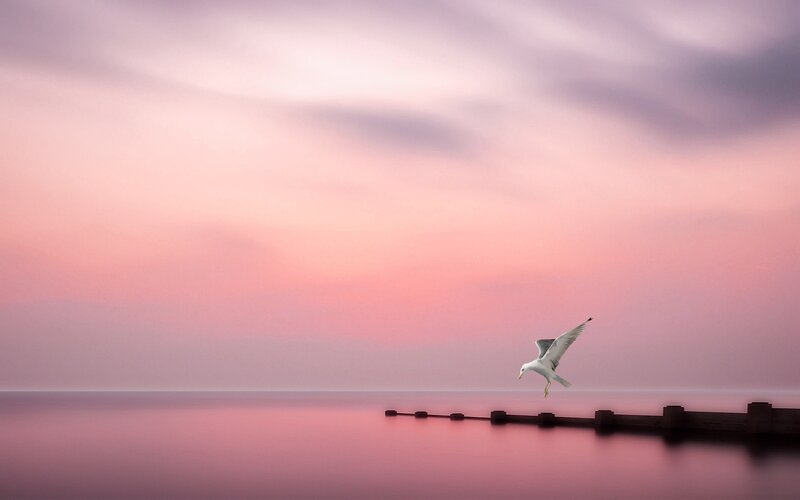 Seagull at sunset