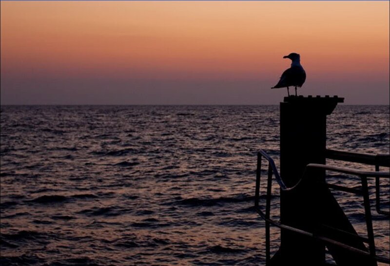 Seagull at sunset on a pier