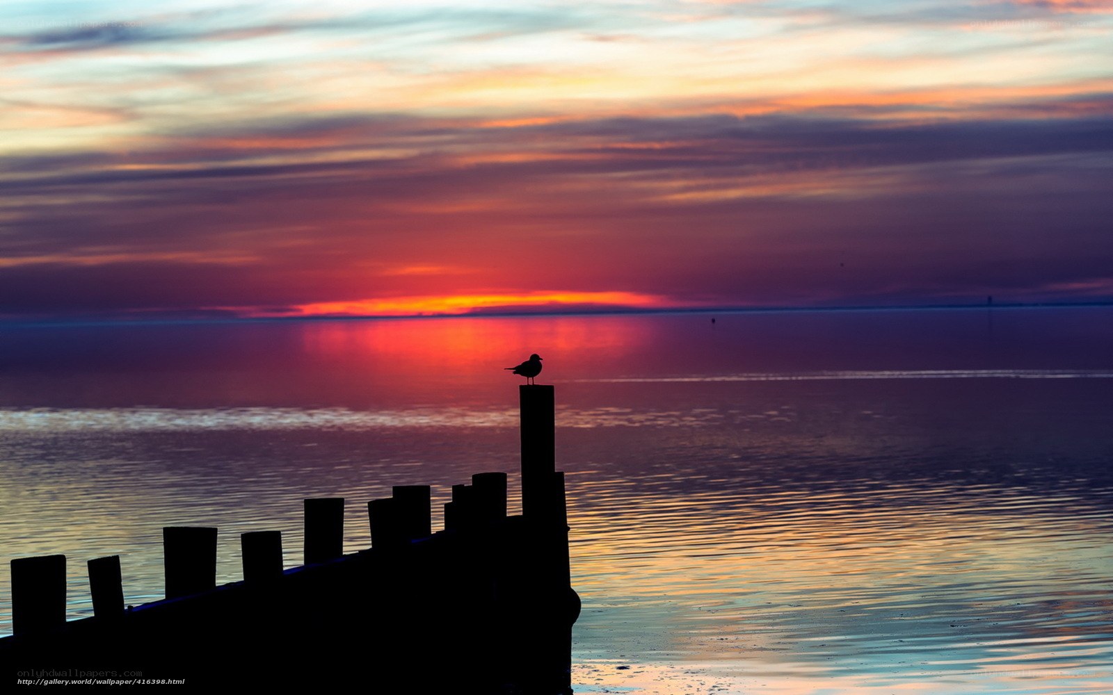 Seagull at sunset on a pier