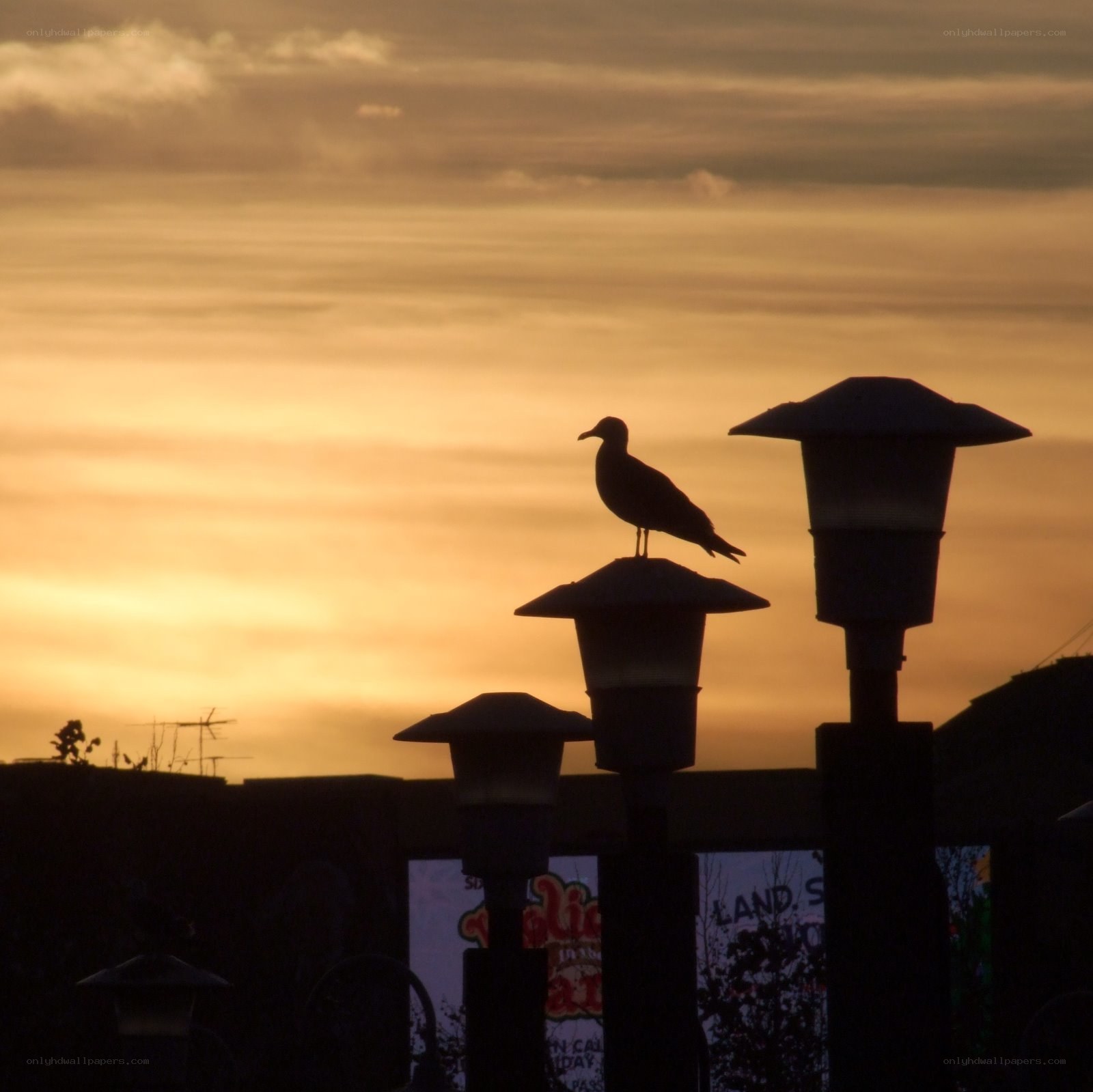 Seagull at sunset on lamp posts