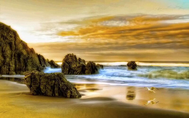 Seagull at sunset on rocky beach