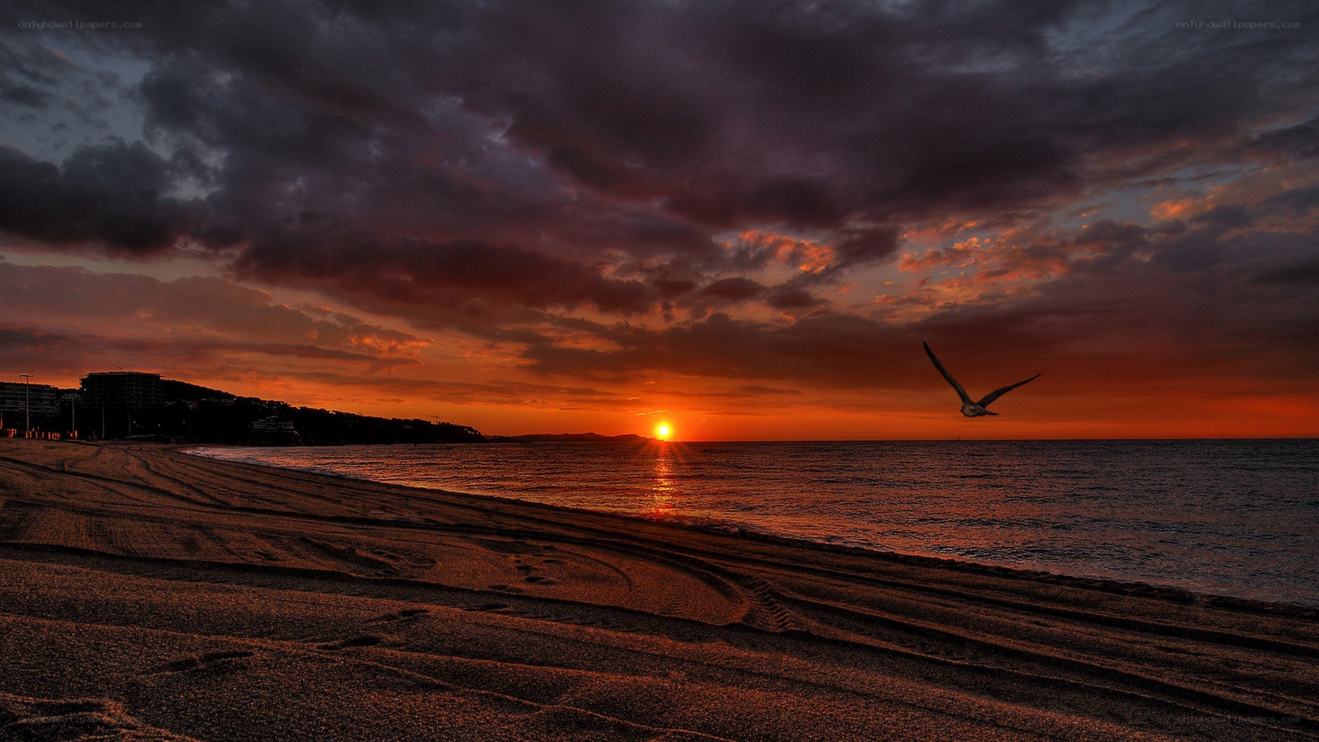 Seagull at sunset on the beach