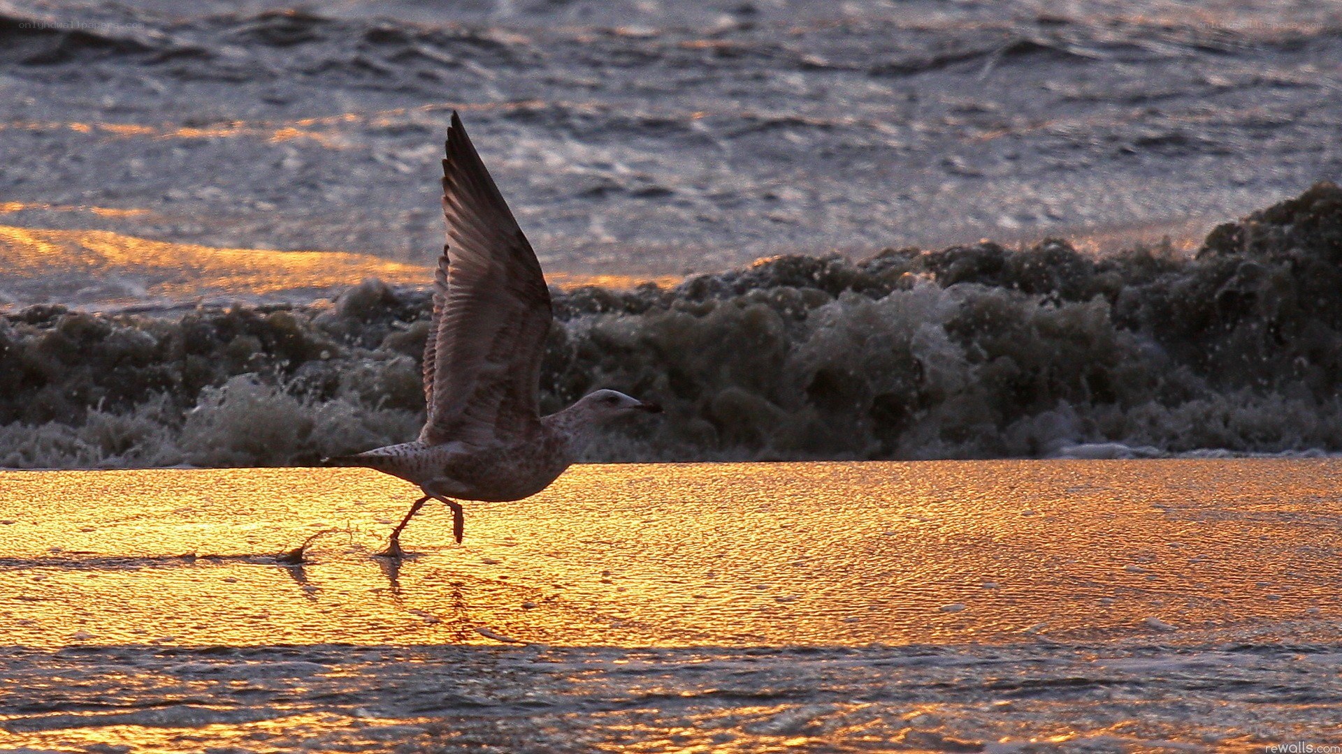 Seagull at sunset on the beach