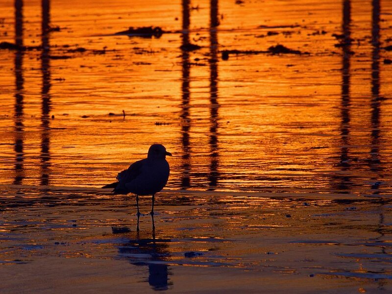 Seagull at sunset on the beach