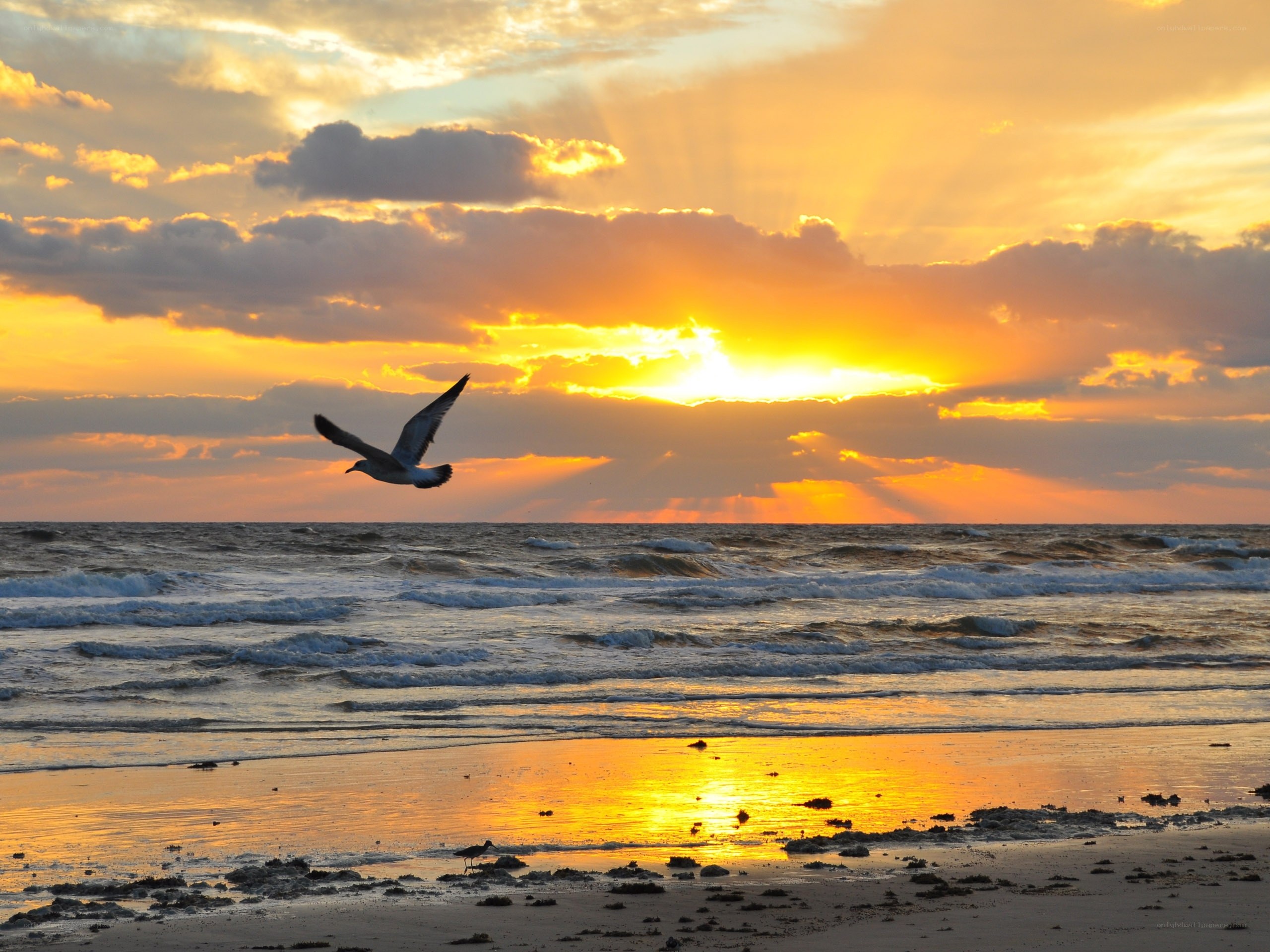 Seagull at sunset on the beach