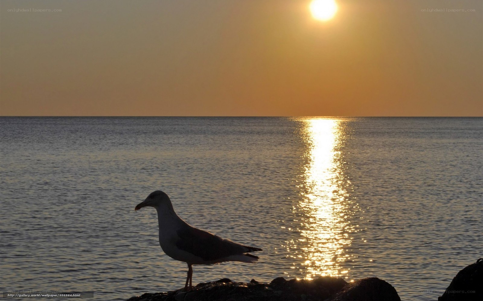 Seagull at sunset on the shore