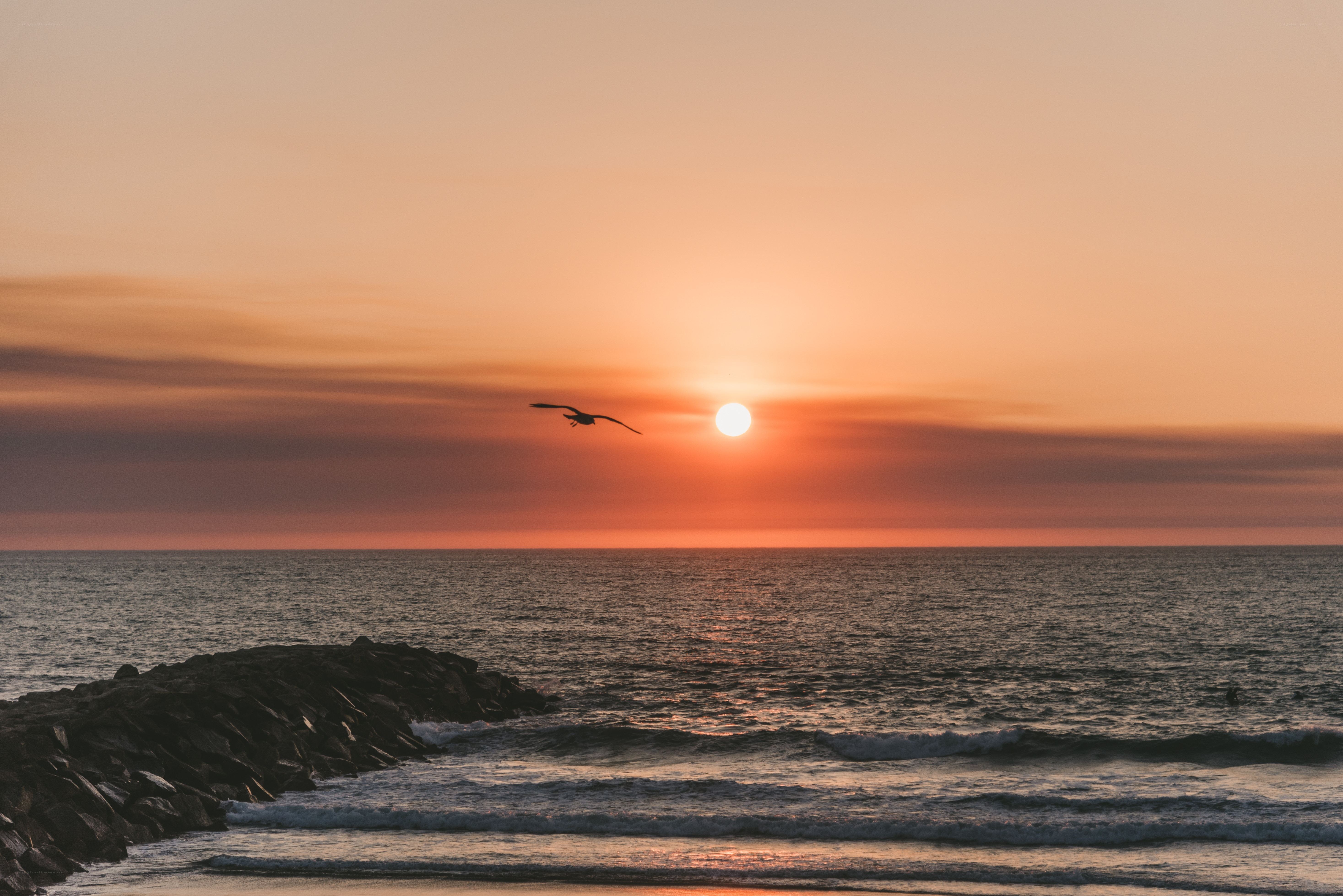 Seagull at sunset over ocean