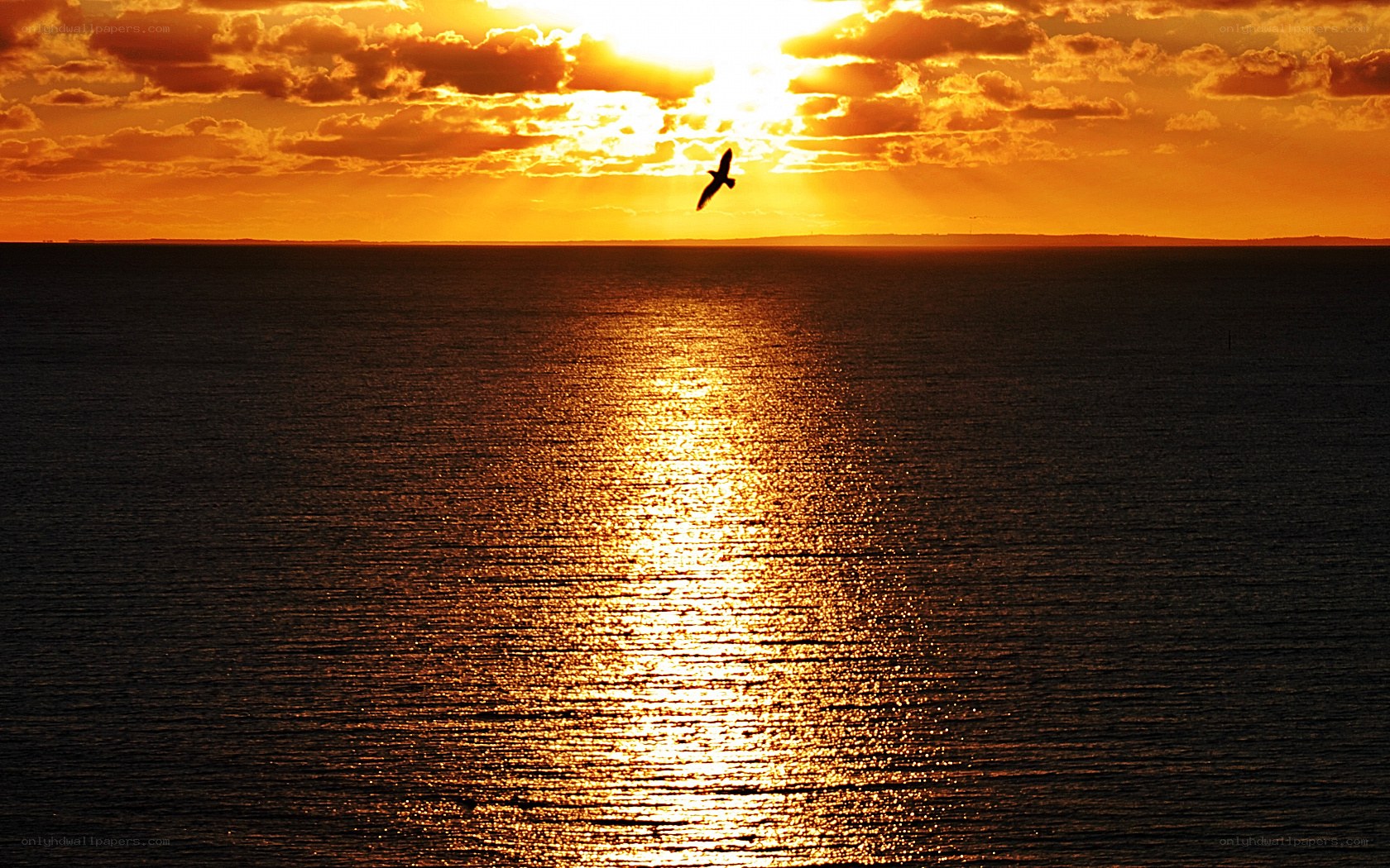 Seagull at sunset over ocean