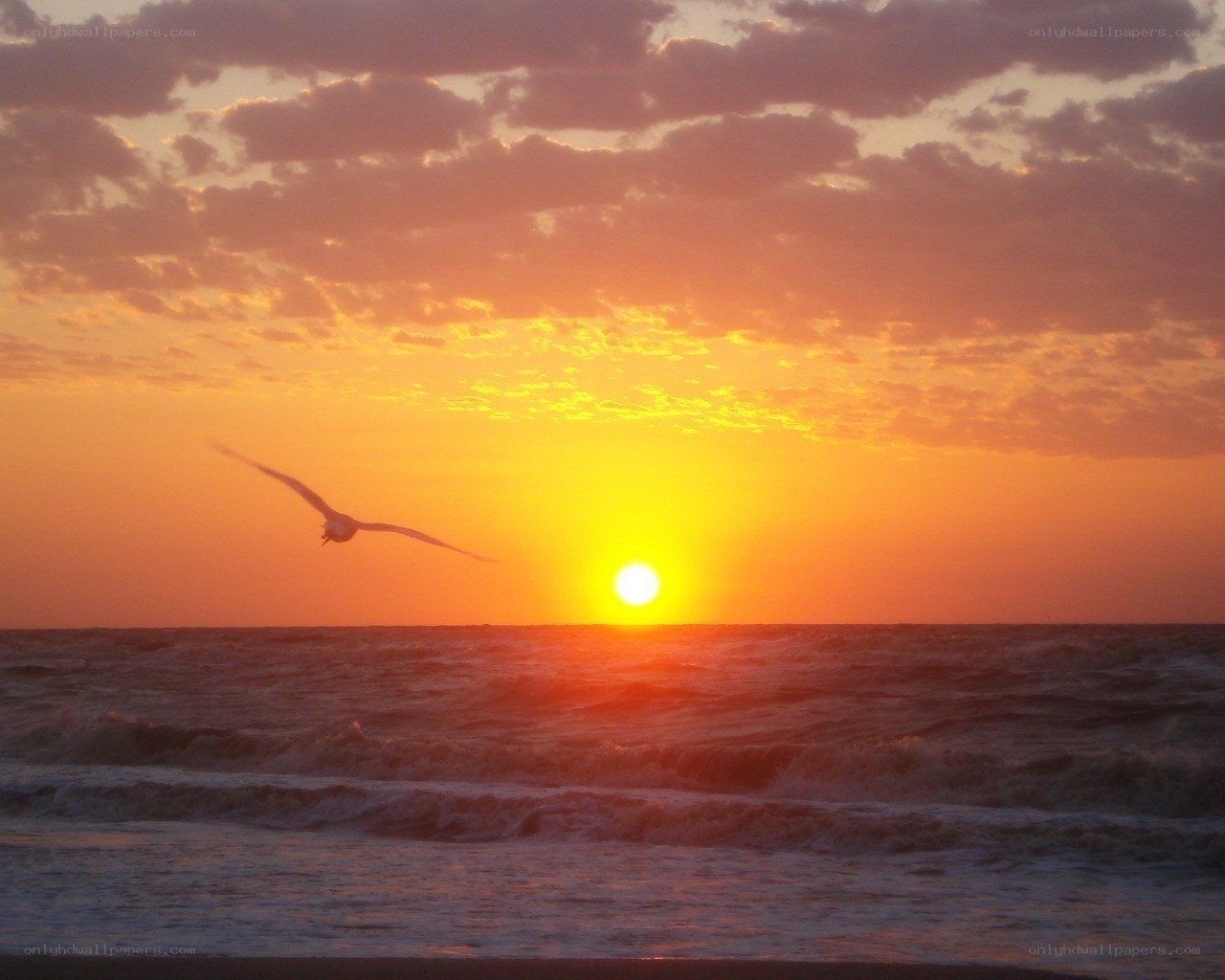 Seagull at sunset over ocean