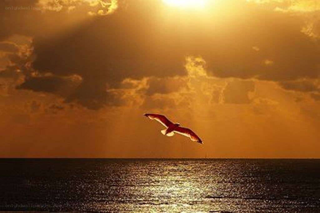 Seagull at sunset over ocean