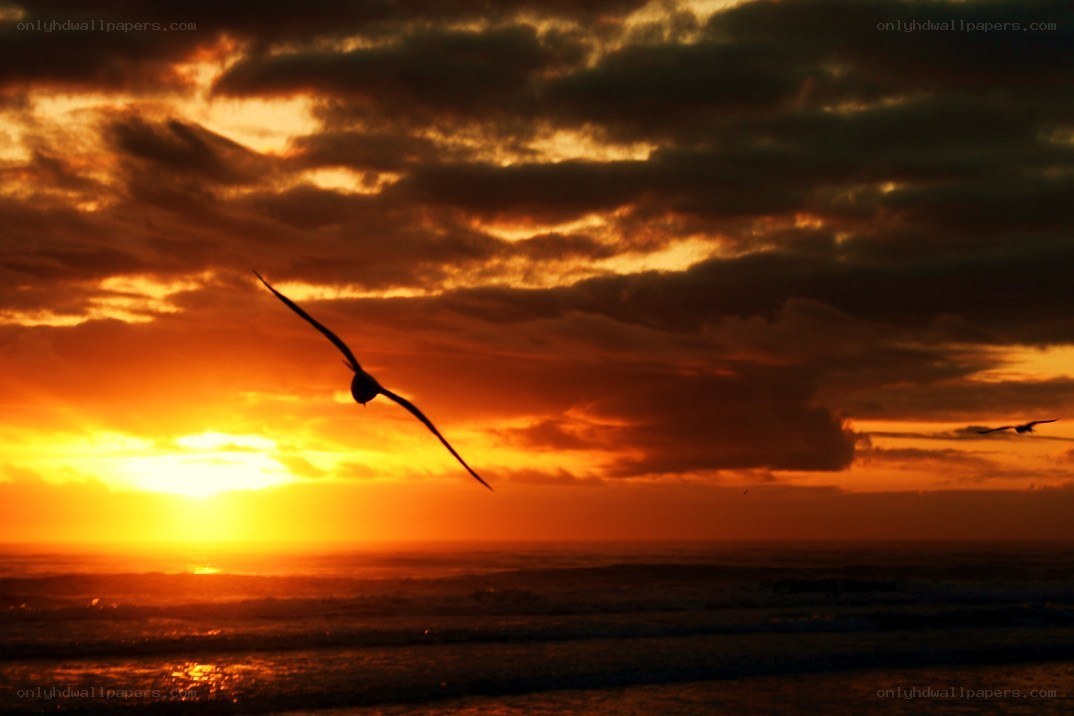 Seagull at sunset over ocean