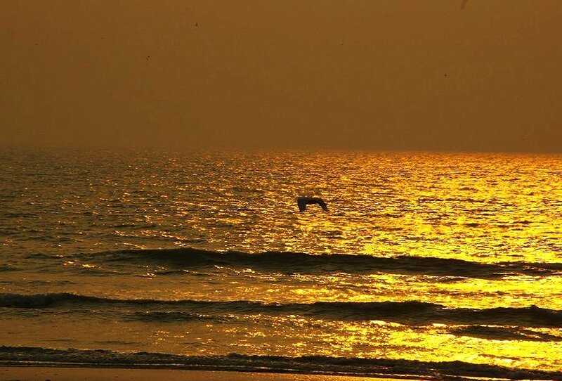 Seagull at sunset over the ocean