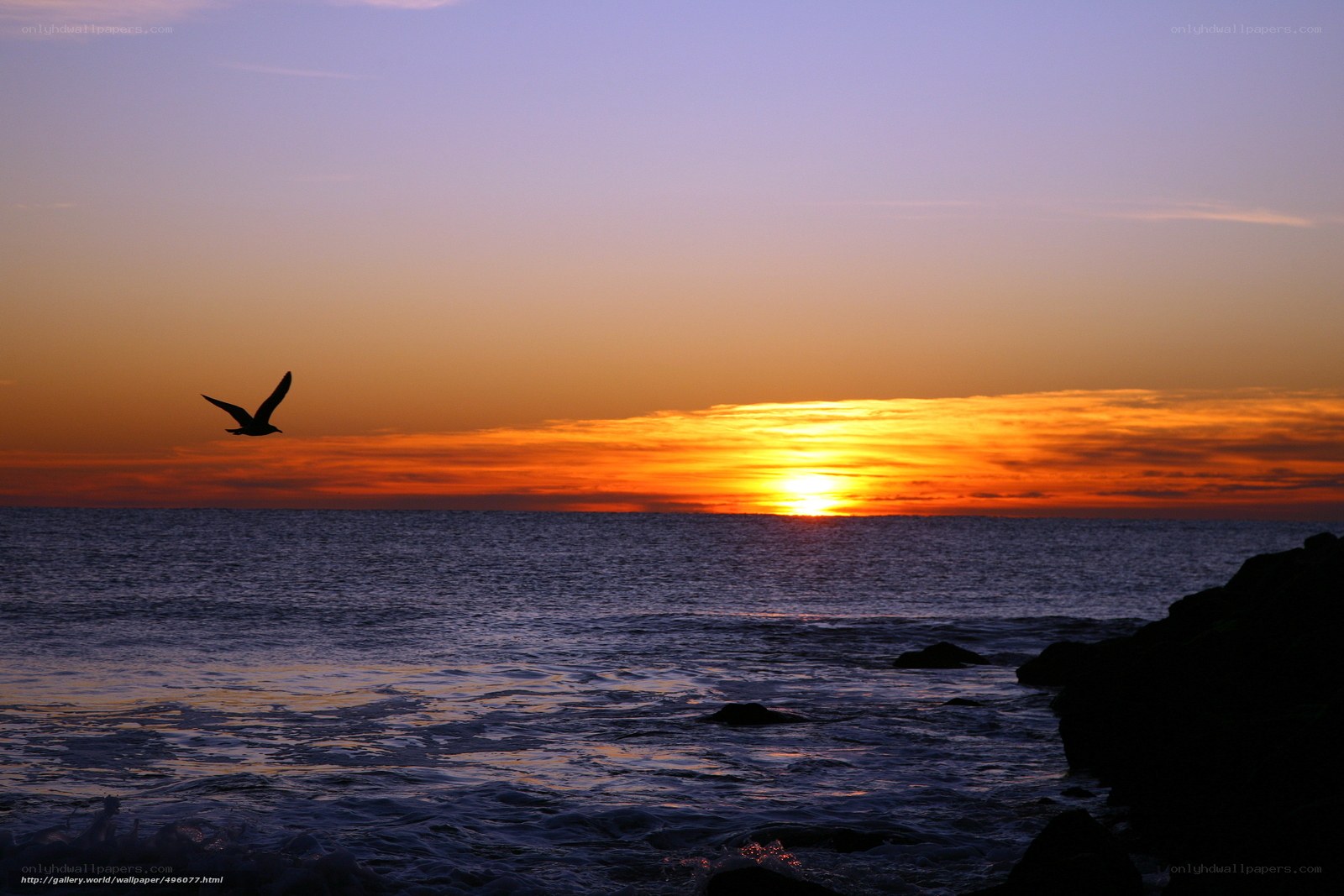 Seagull at sunset over the ocean