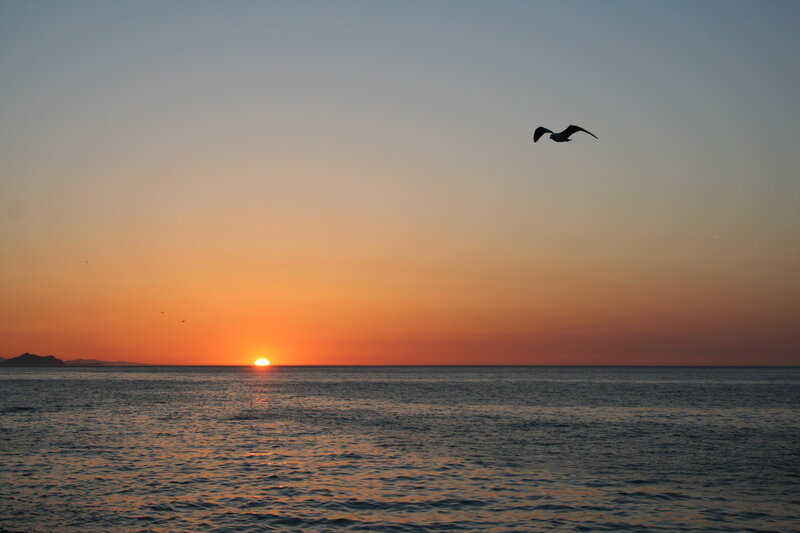 Seagull at sunset over the sea