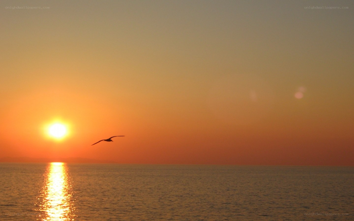 Seagull at sunset over the sea