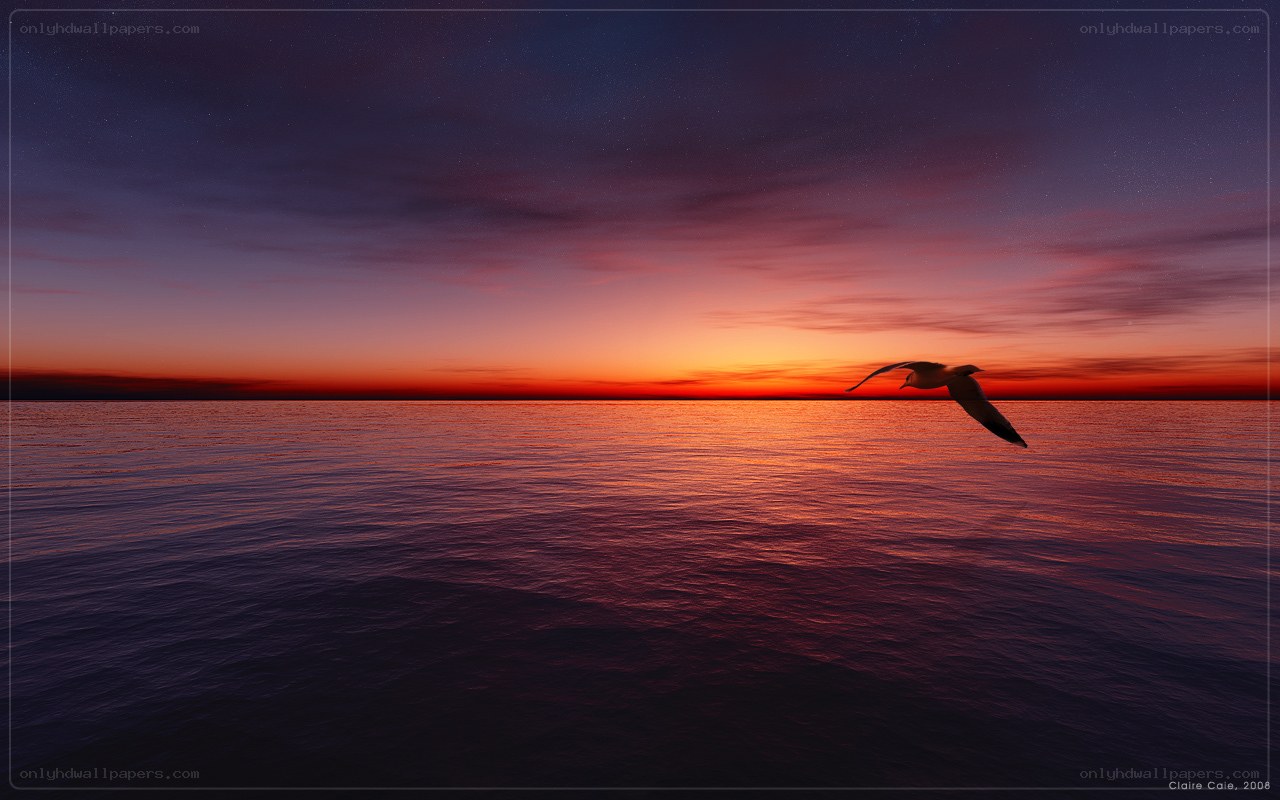 Seagull at sunset over water