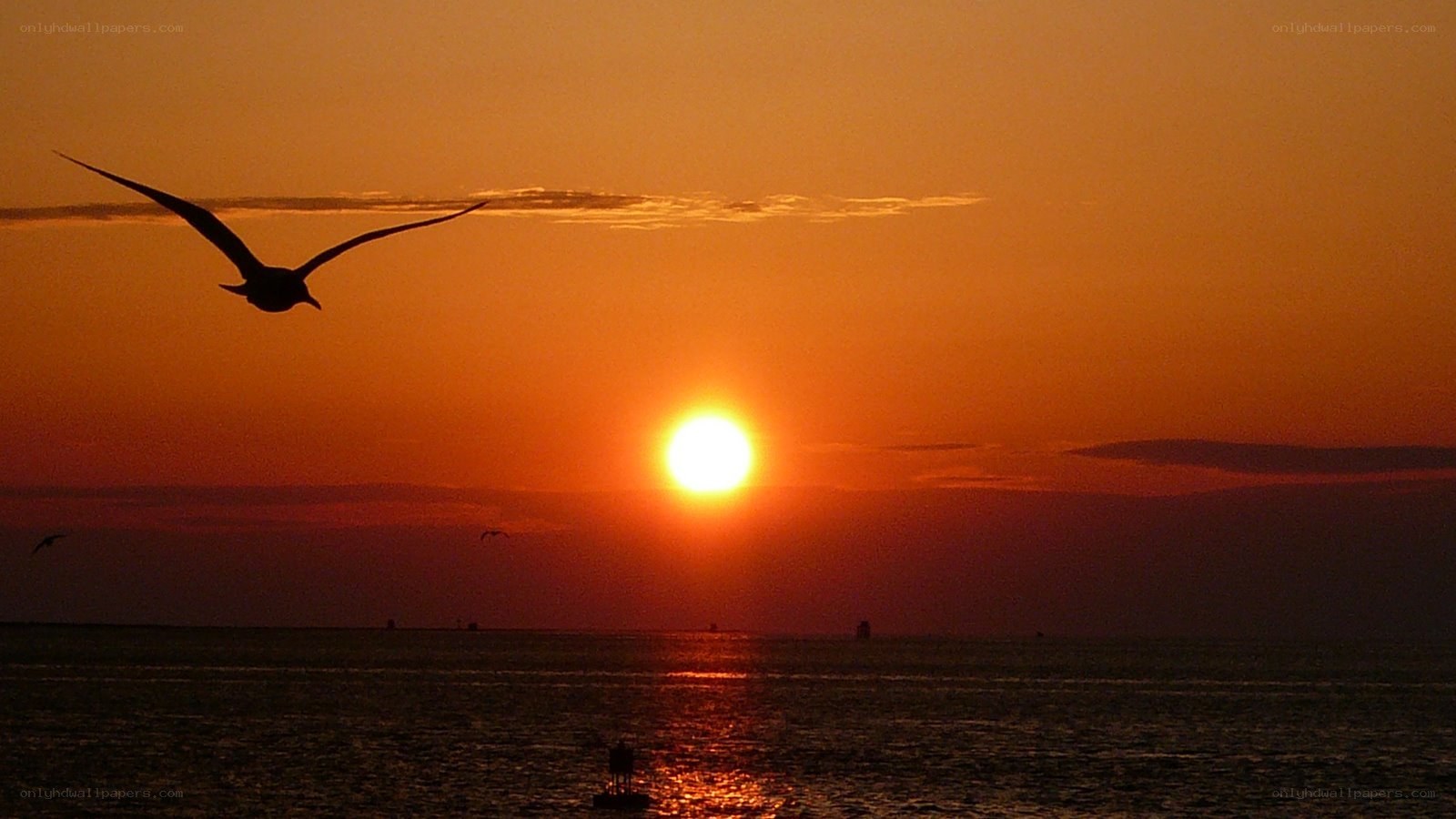 Seagull at sunset over water